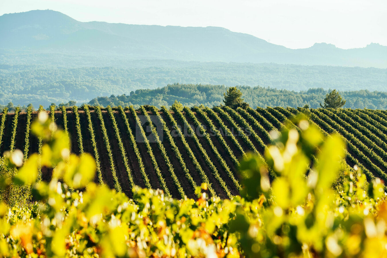Domaine viticole