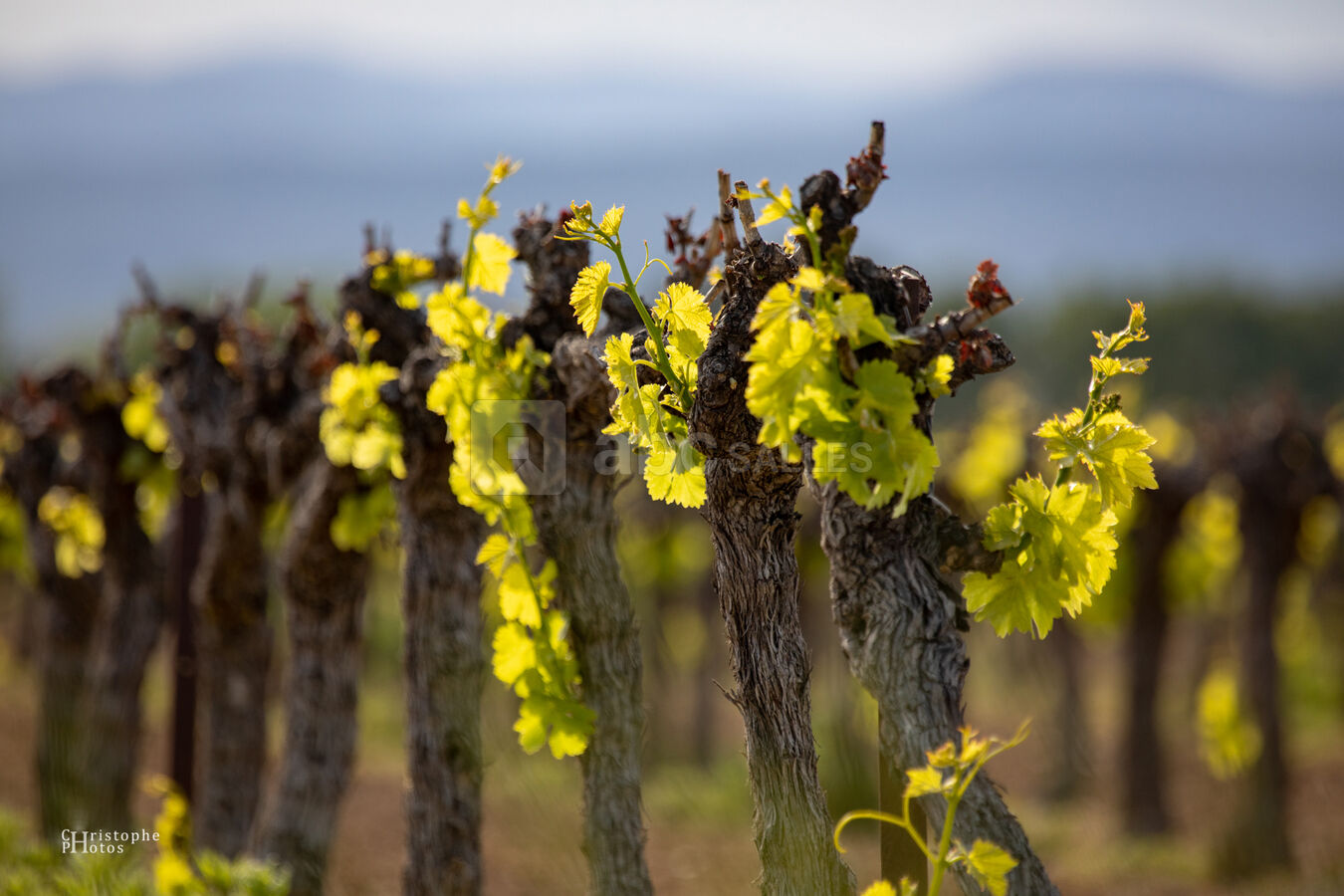 Vue sur les vignes