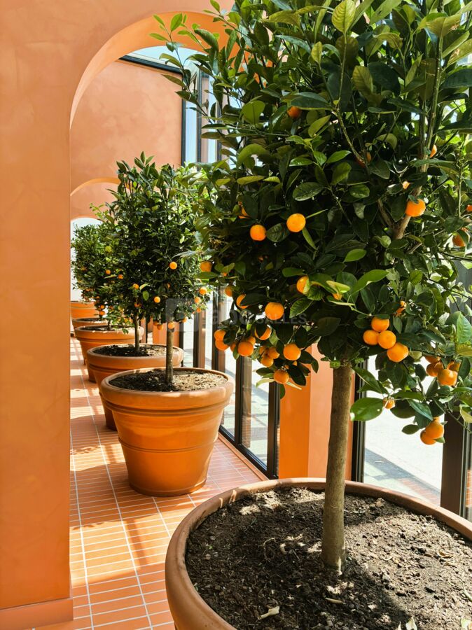 Nos orangers