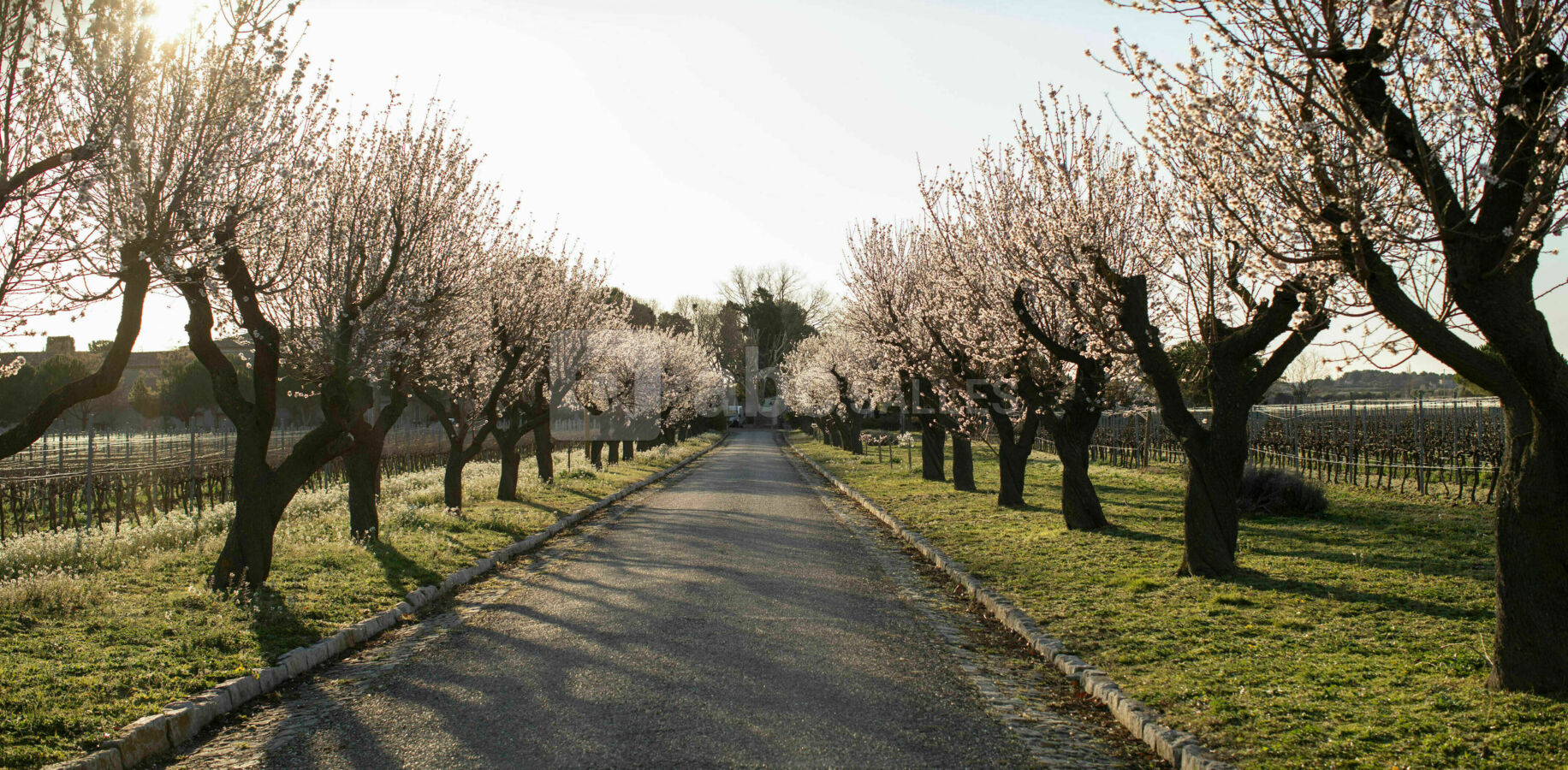 Domaine Saint André