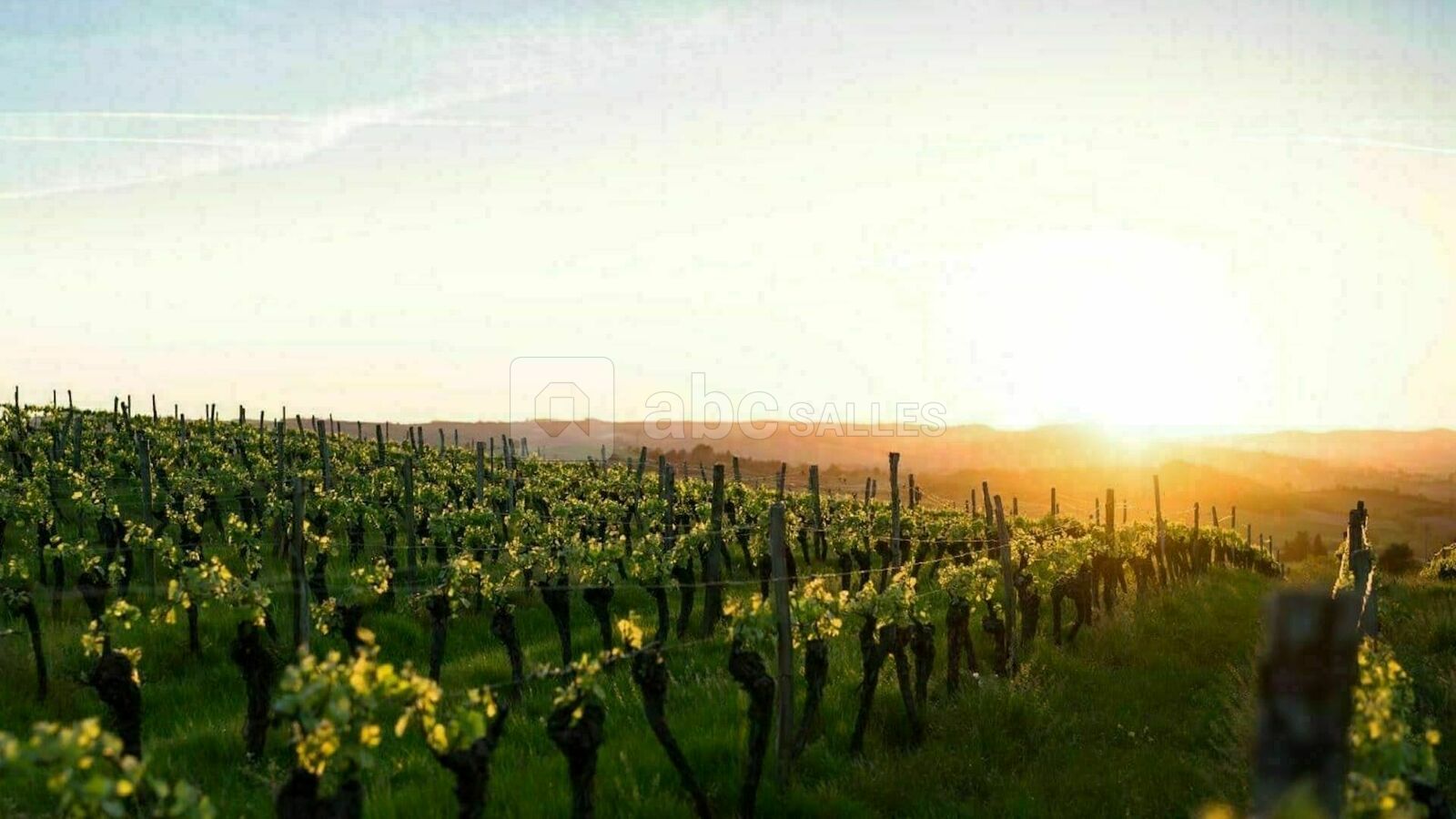 Vignes environnantes pour vos balades digestives
