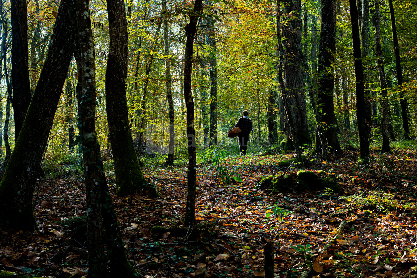 Forêt 2