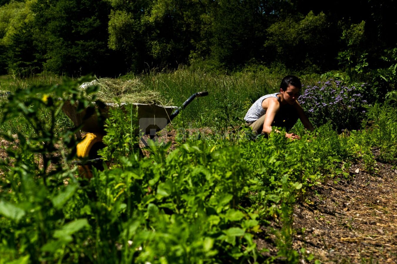 Permaculture