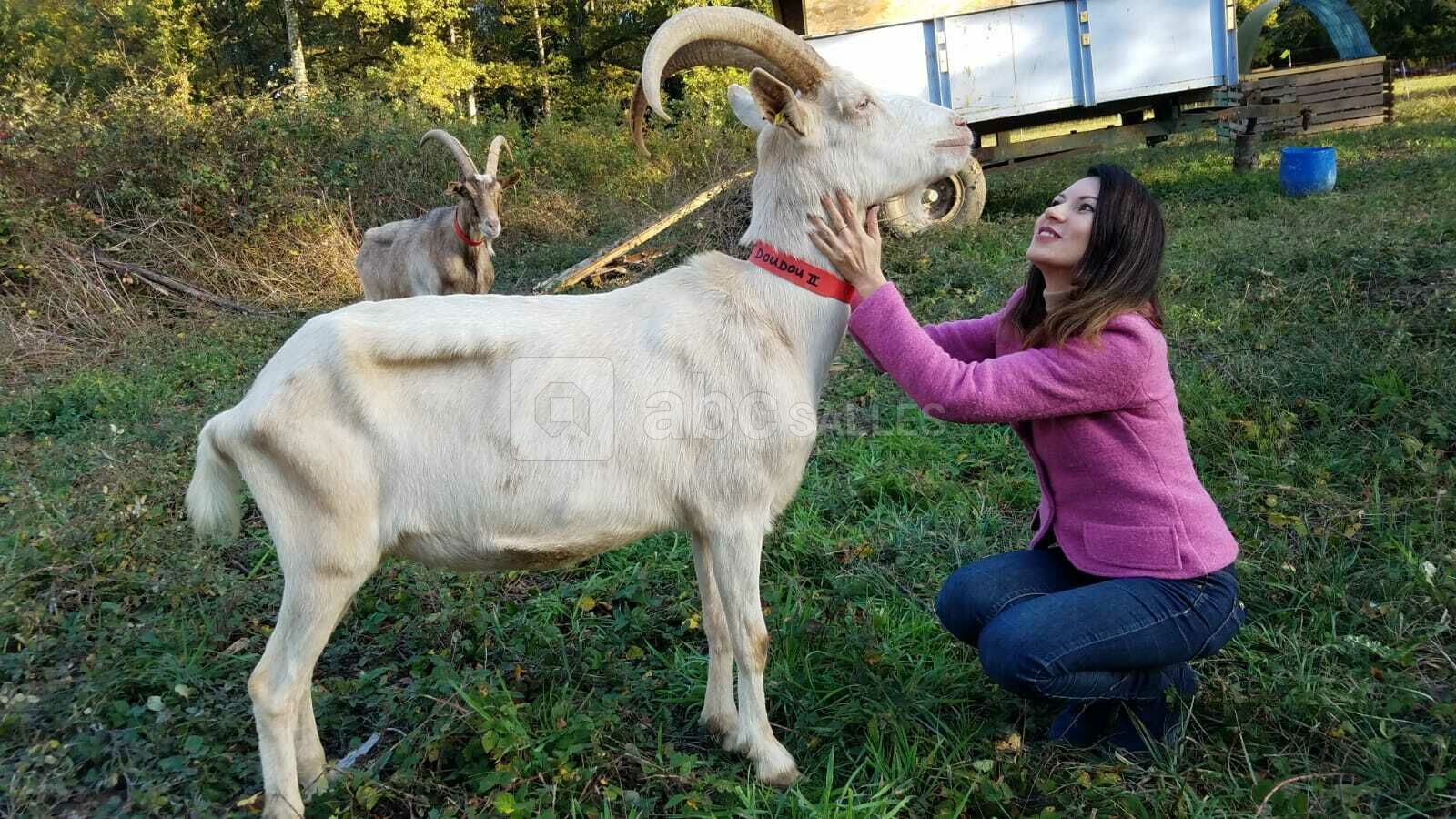 Eco-pâturage
