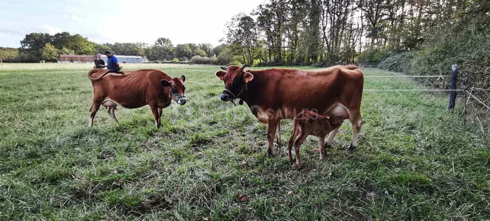 Ferme