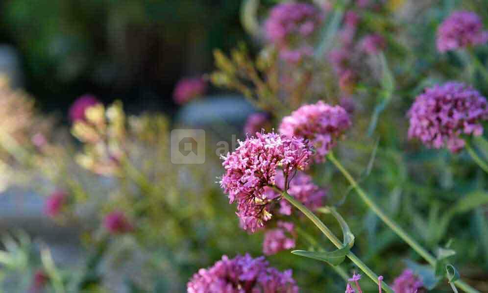 Fleurs
