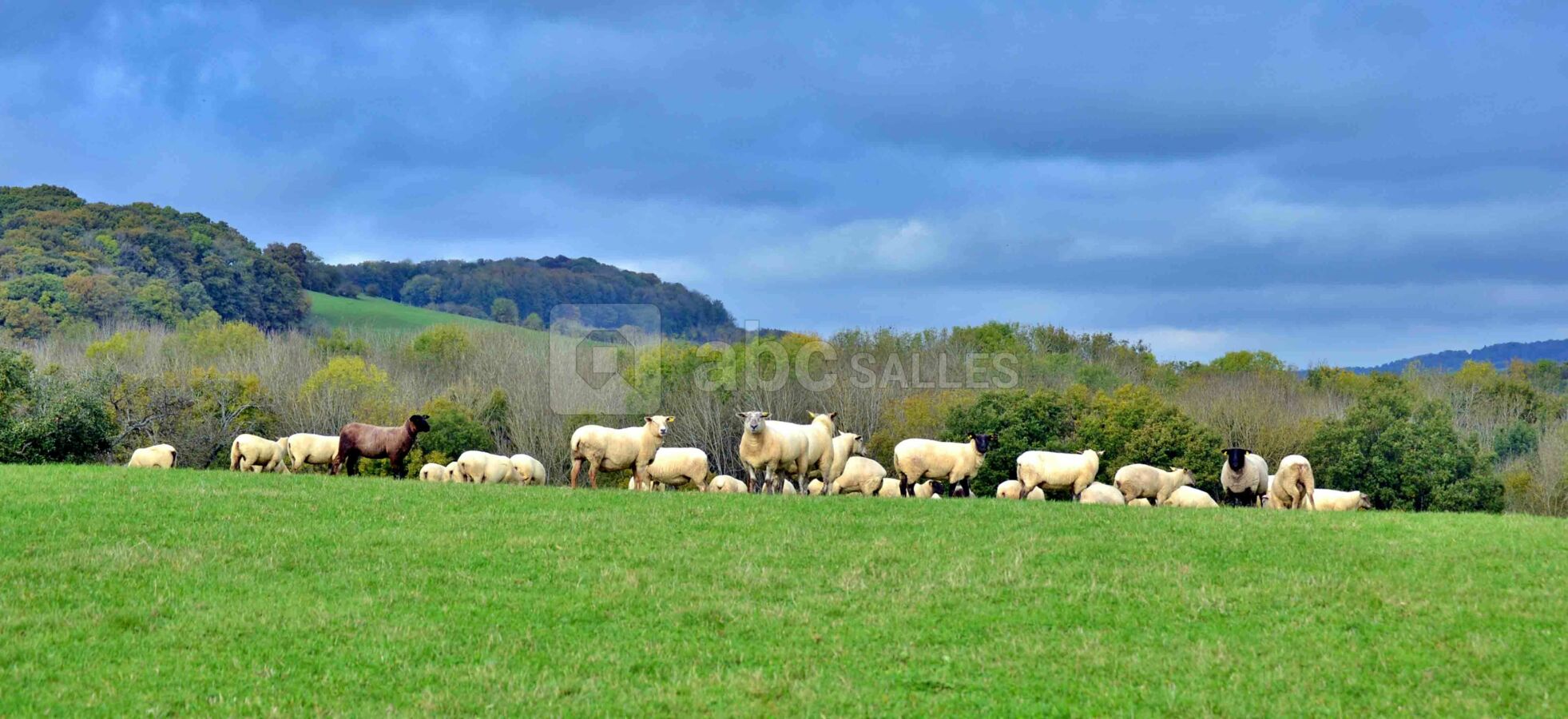 Le pré des moutons