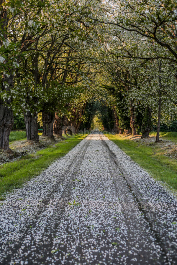 Allée d'acacia