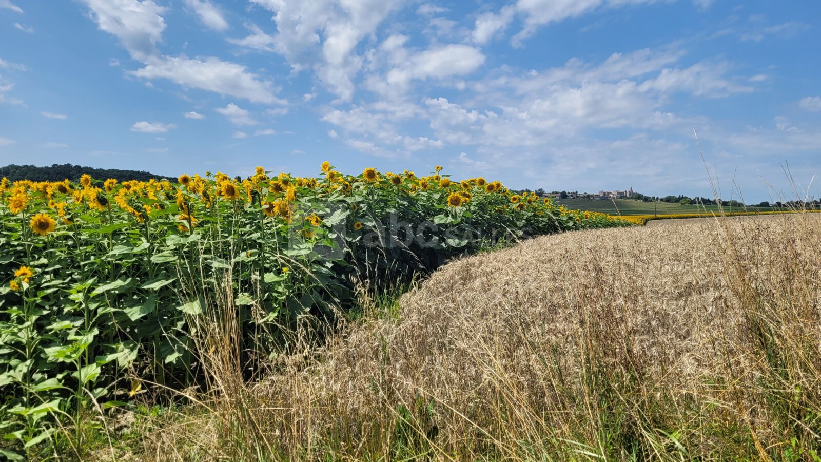 Champ de tournesol