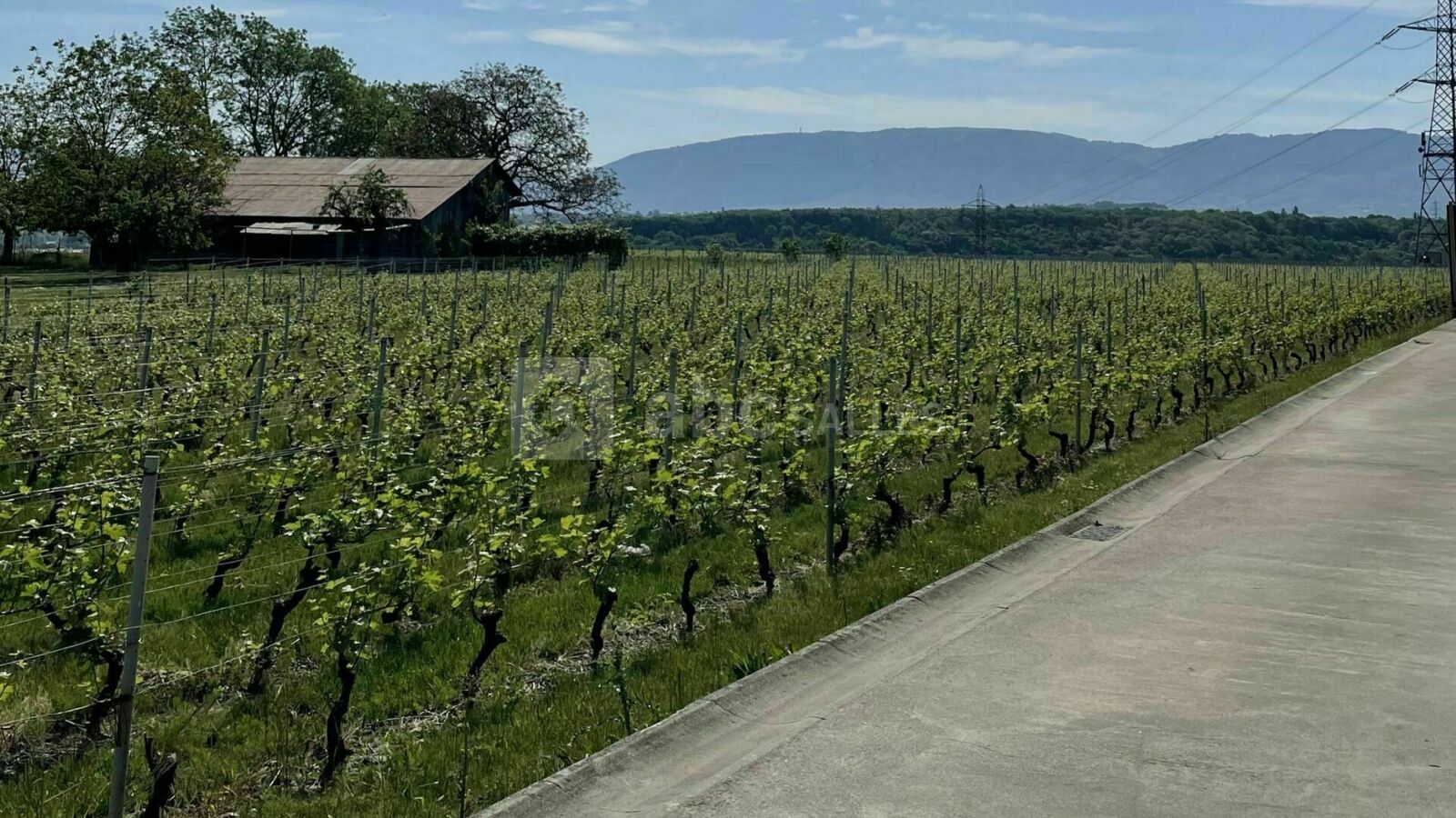 Environnement extérieur, vignes