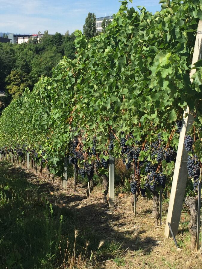 Environnement extérieur, vignes