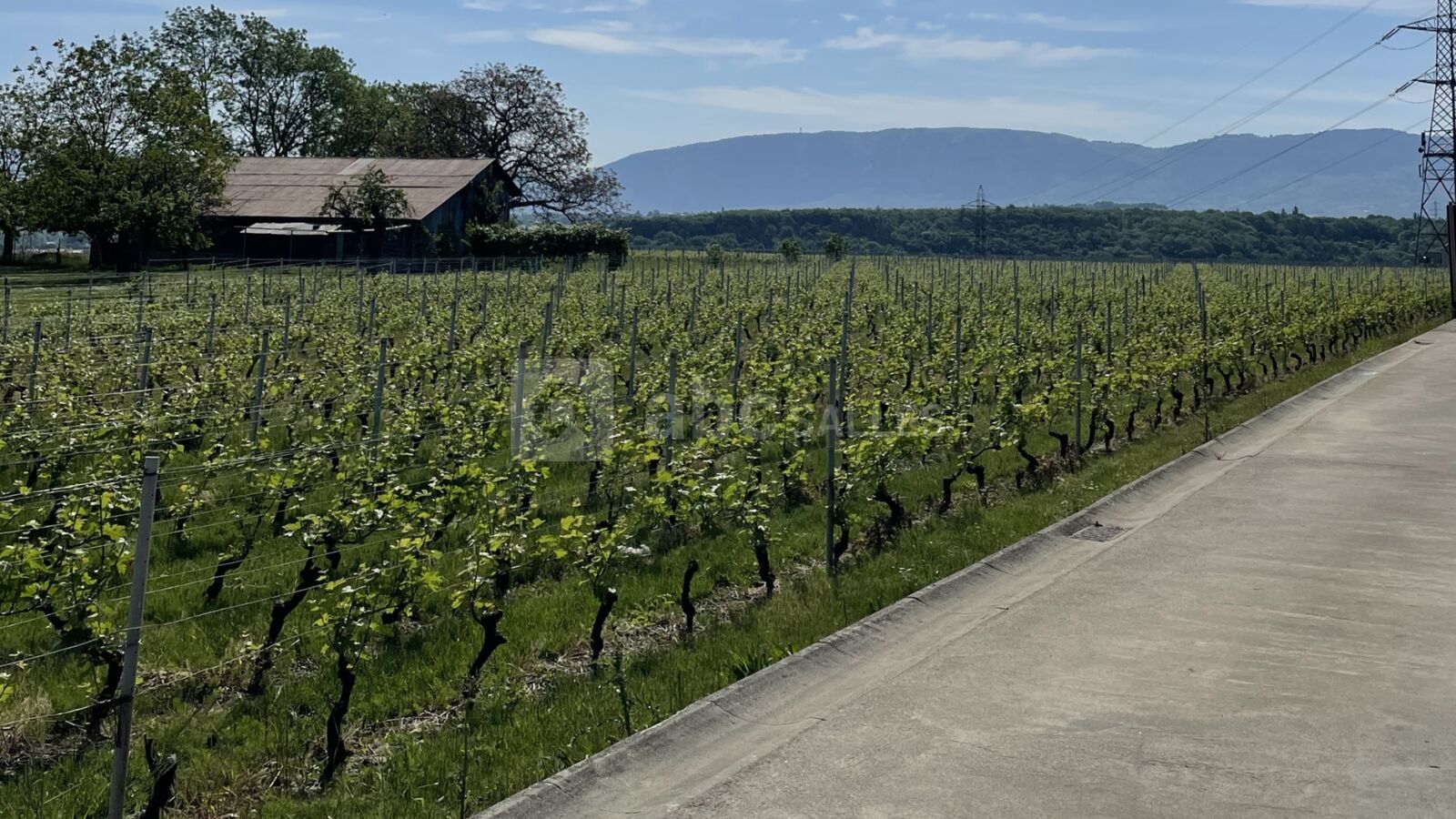 Environnement extérieur, vignes