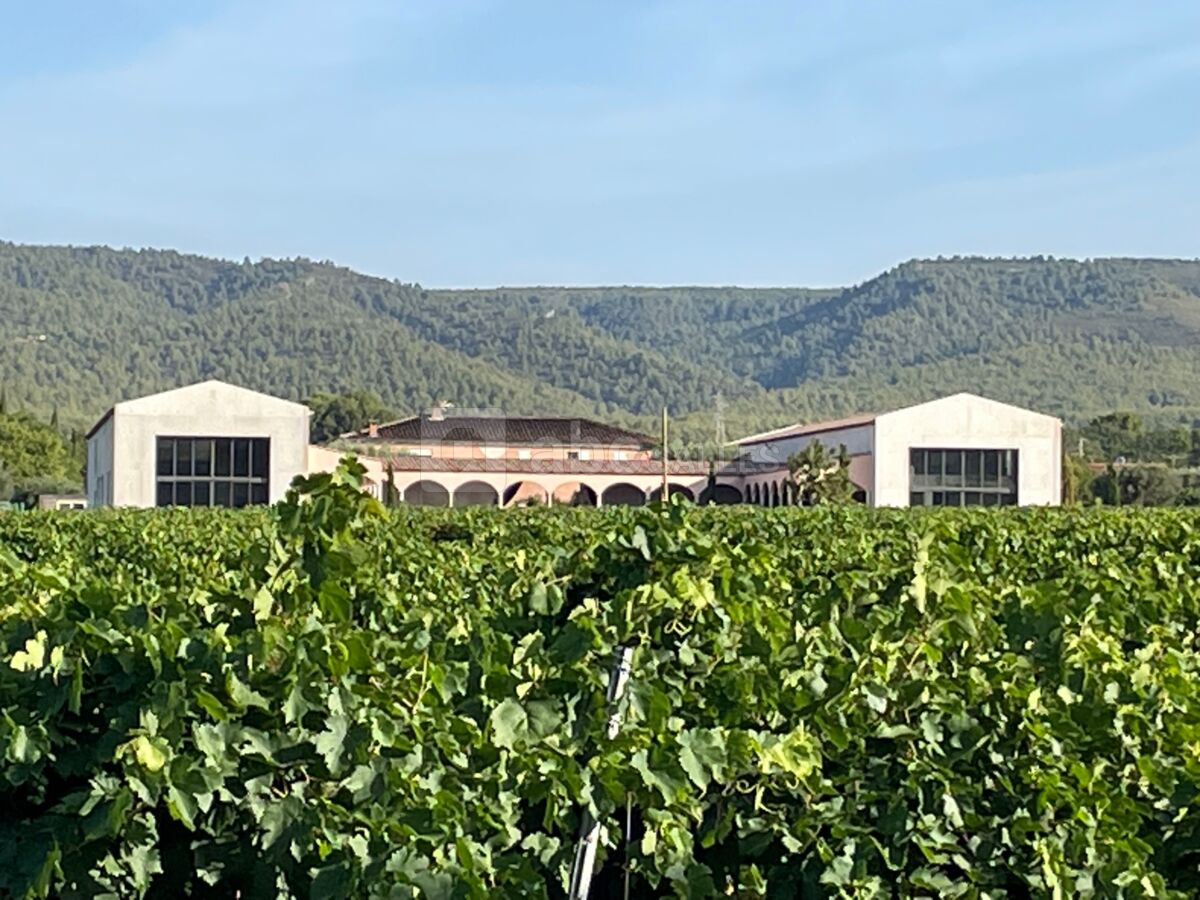 Les vignobles à perte de vue