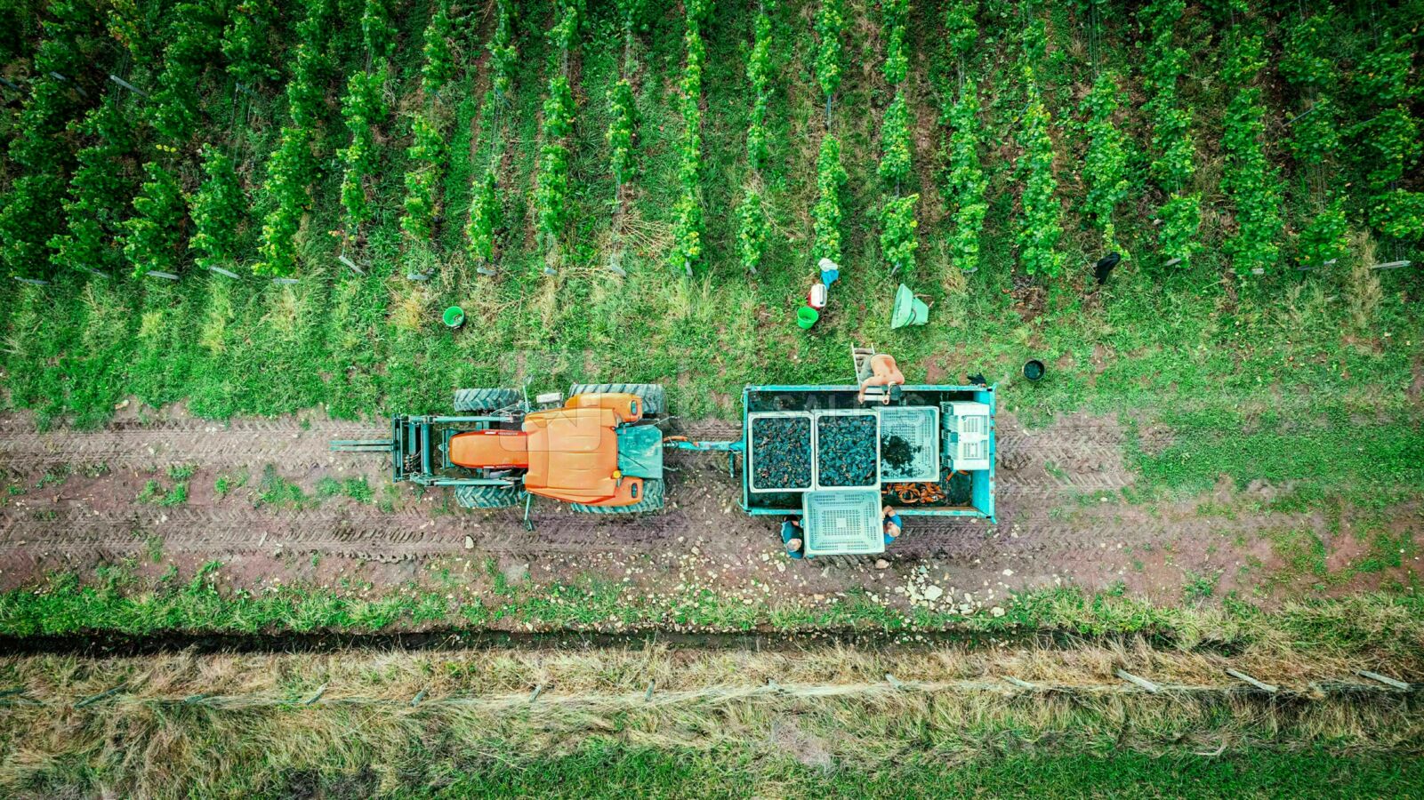 Les Arbillons Vignoble