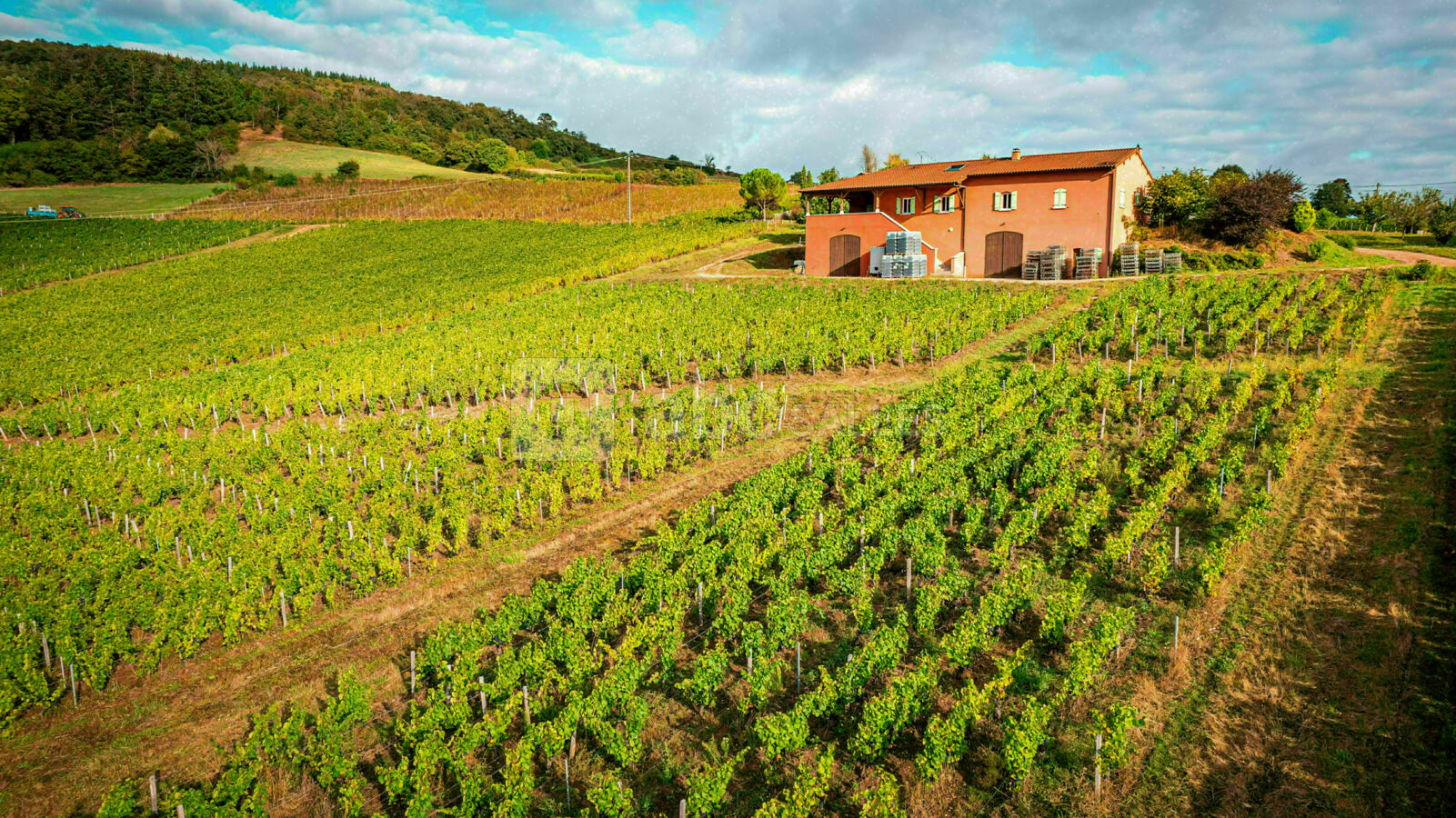 Les Arbillons Vignobles