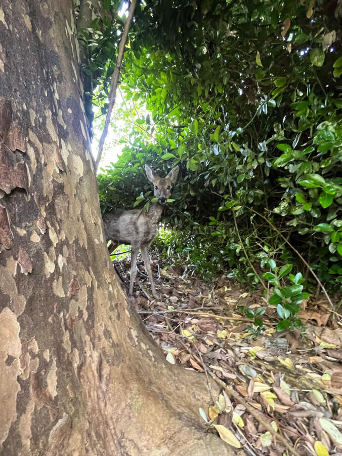 En lisière de forêt, les faons, biches, lièvres, passent devant la terrasse ou sur le parc
