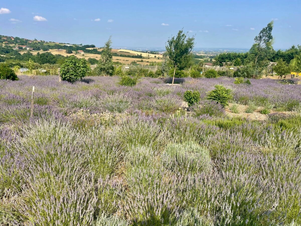 Le champ de lavande mielifique