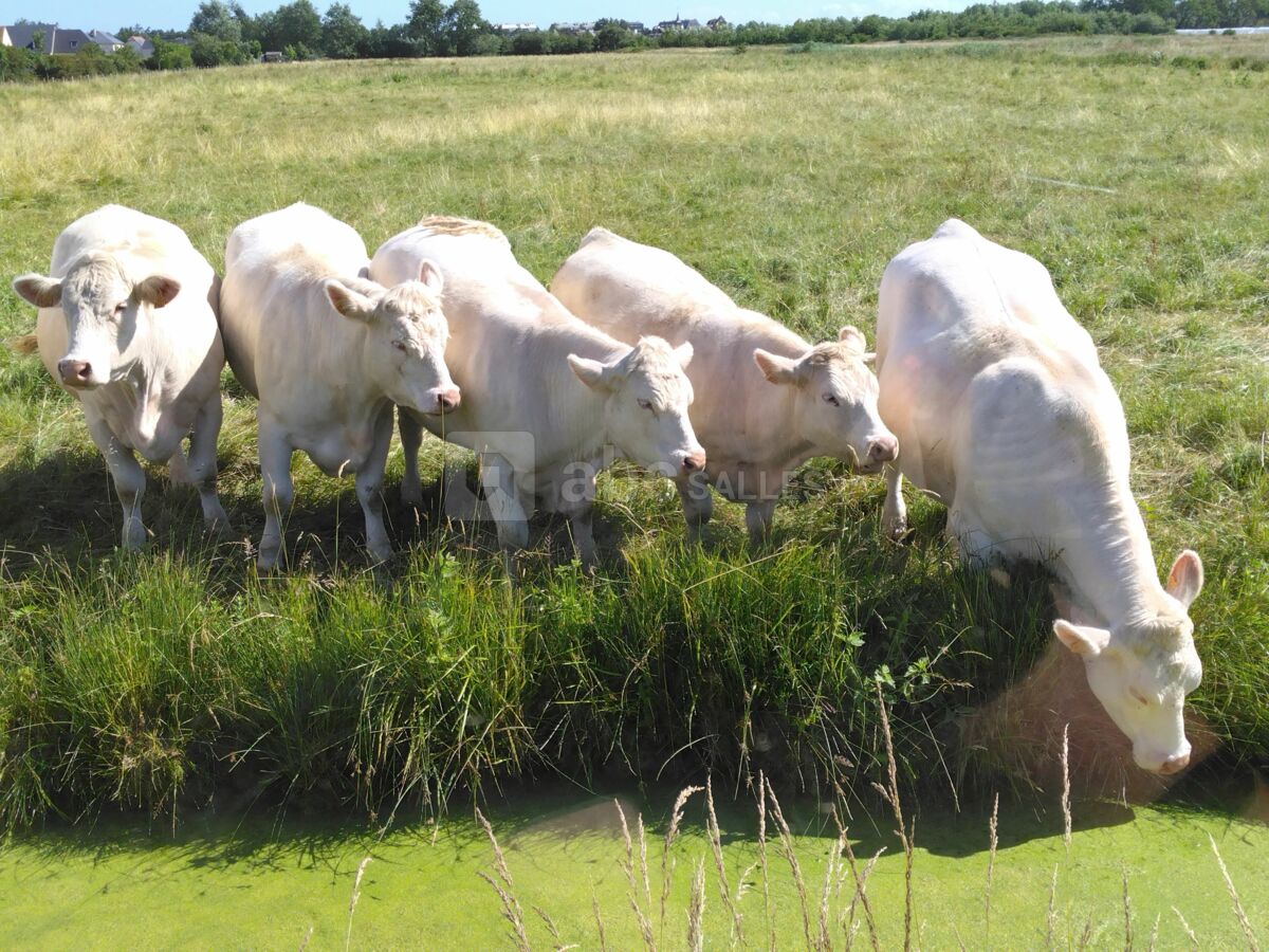 Les marais et ses élevages de bovins
