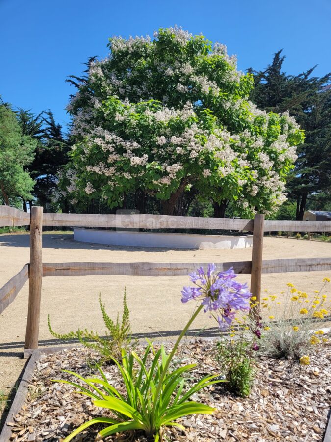 Le catalpa