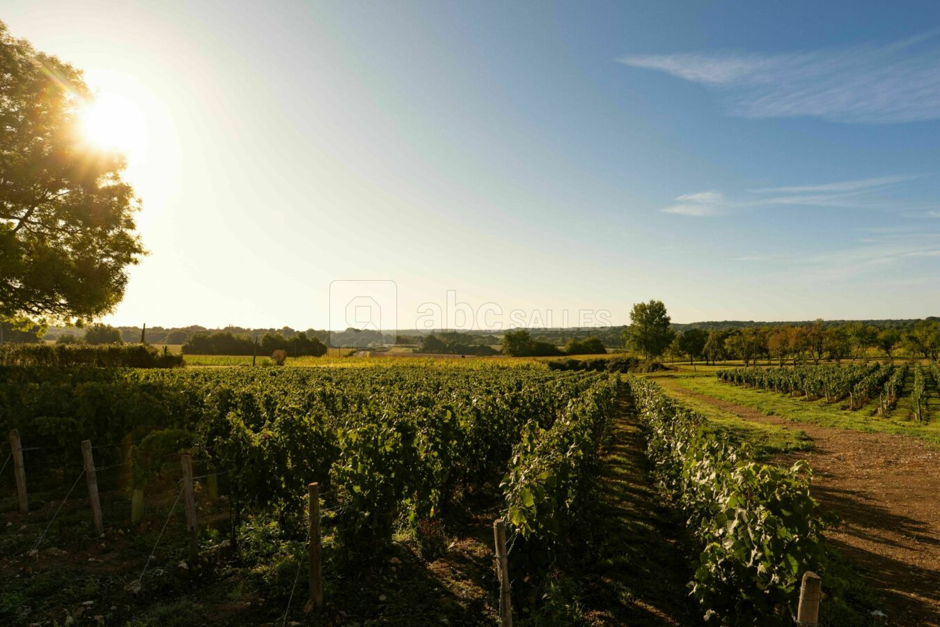Les vignes du Chateau