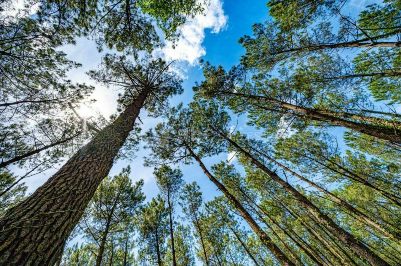 Bonjoursauvage Seignosse