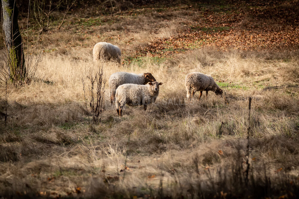 Nos moutons Pascal, Lina, Dupont et Valentine
