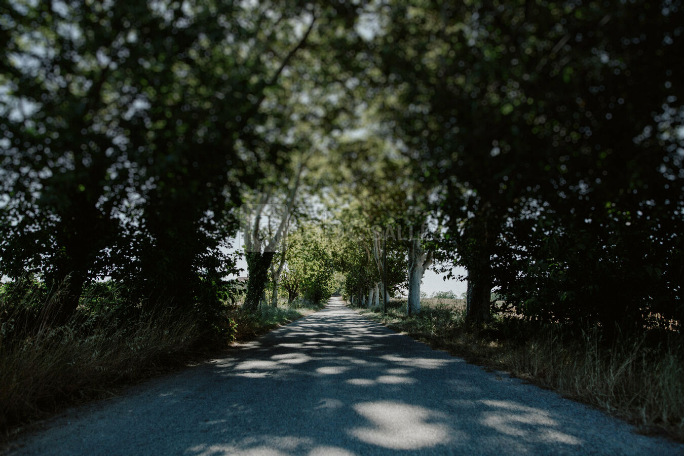 Arrivée par l'allée de platanes