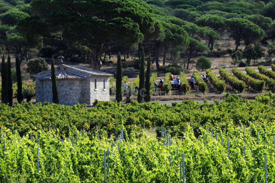Le Clos des Roses