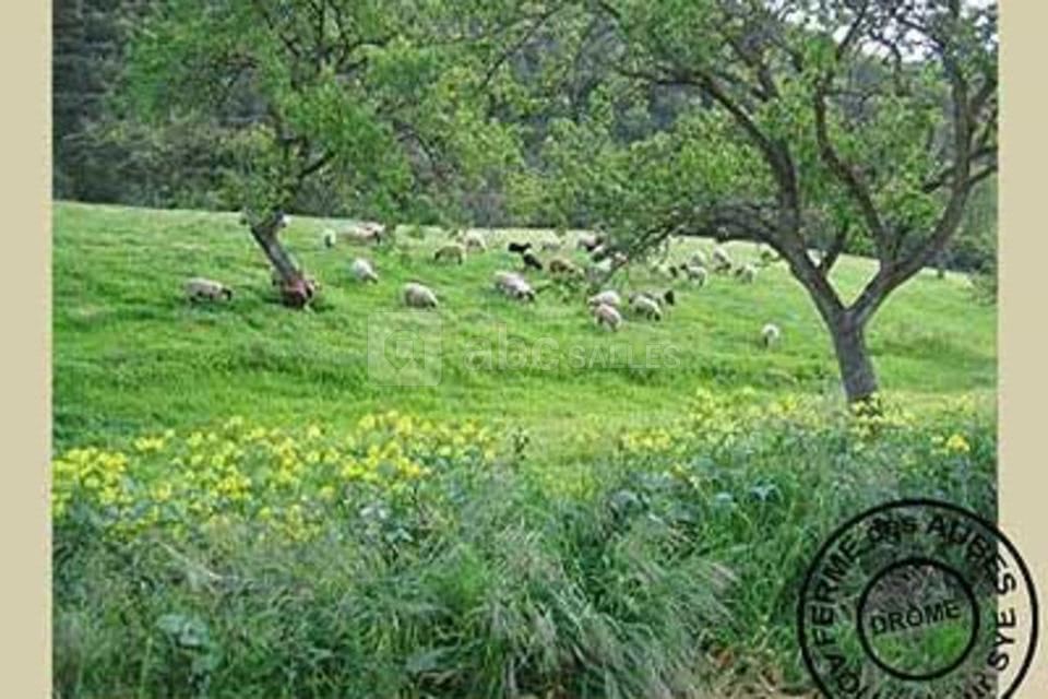 Les Aubes - Salle d'Activité