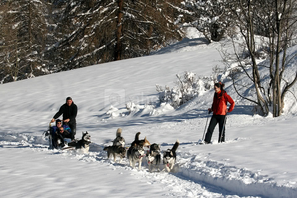 Chiens de traîneaux
