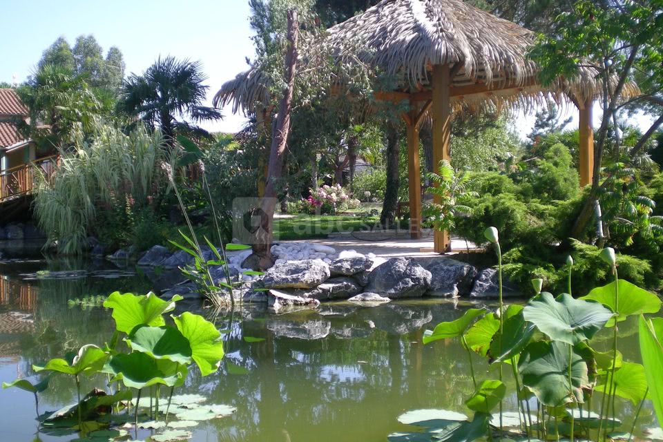 Lotus