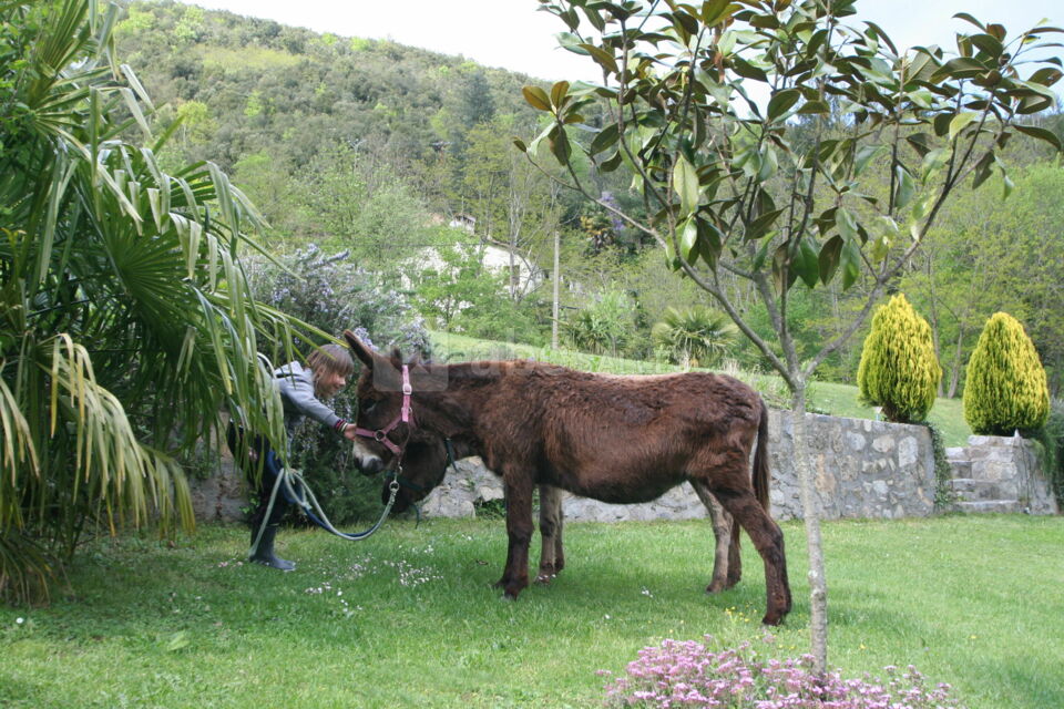 Nos ânesses pour le plaisir des enfants