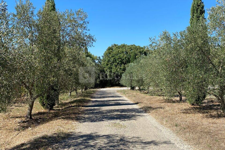 Arrivée par le chemin privé bordé d'oliviers et de cyprès