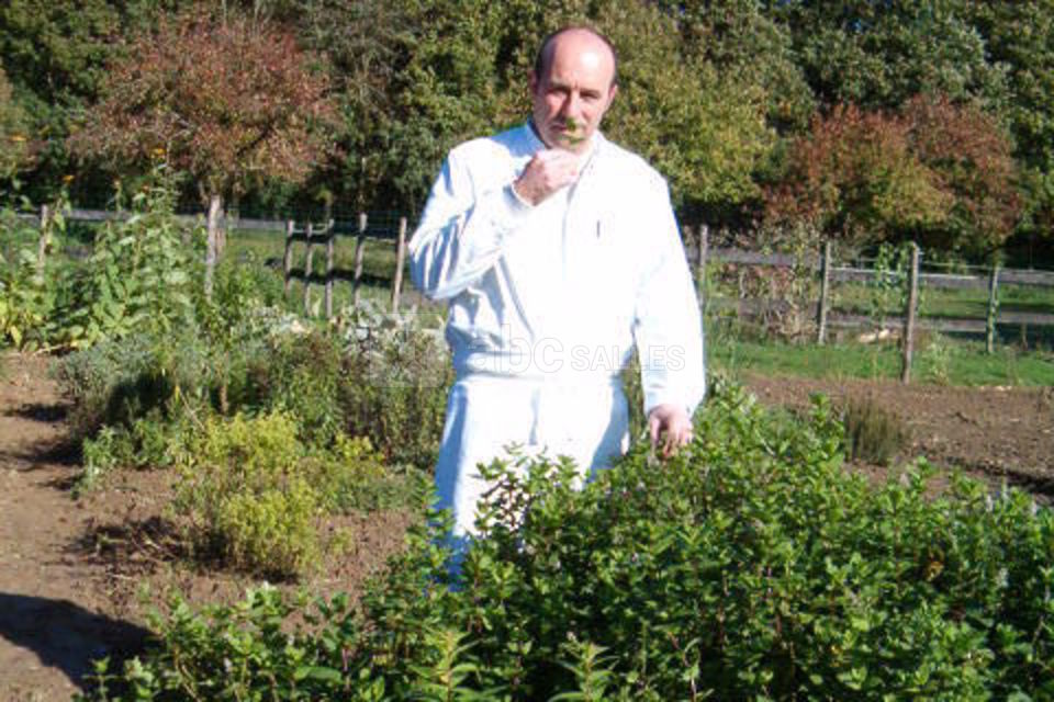 Les herbes du potager