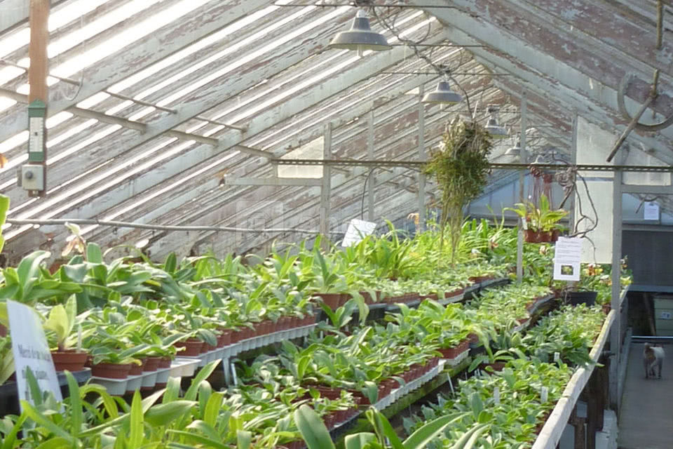 Orchidées Vacherot et Lecoufle