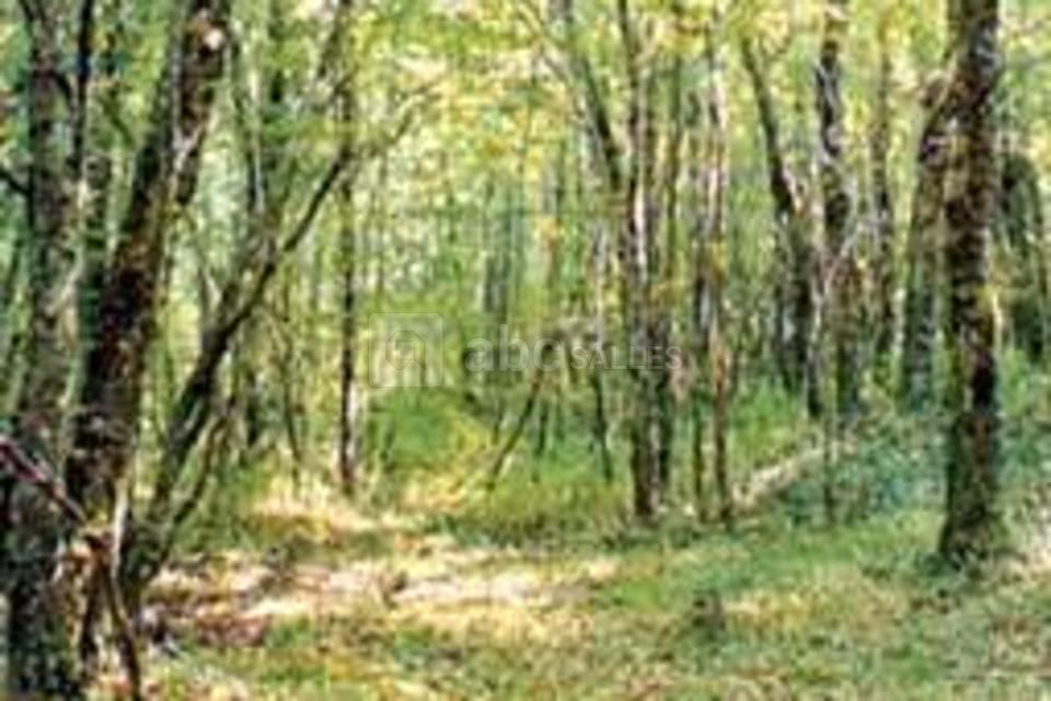Loisirs : balade dans la forêt de sievens
