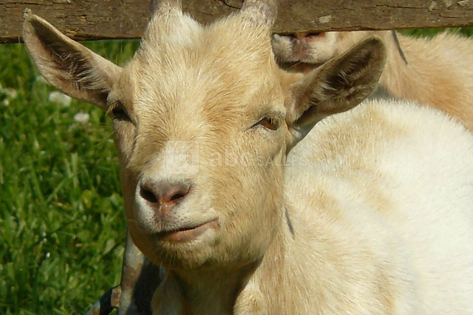 Chèvre