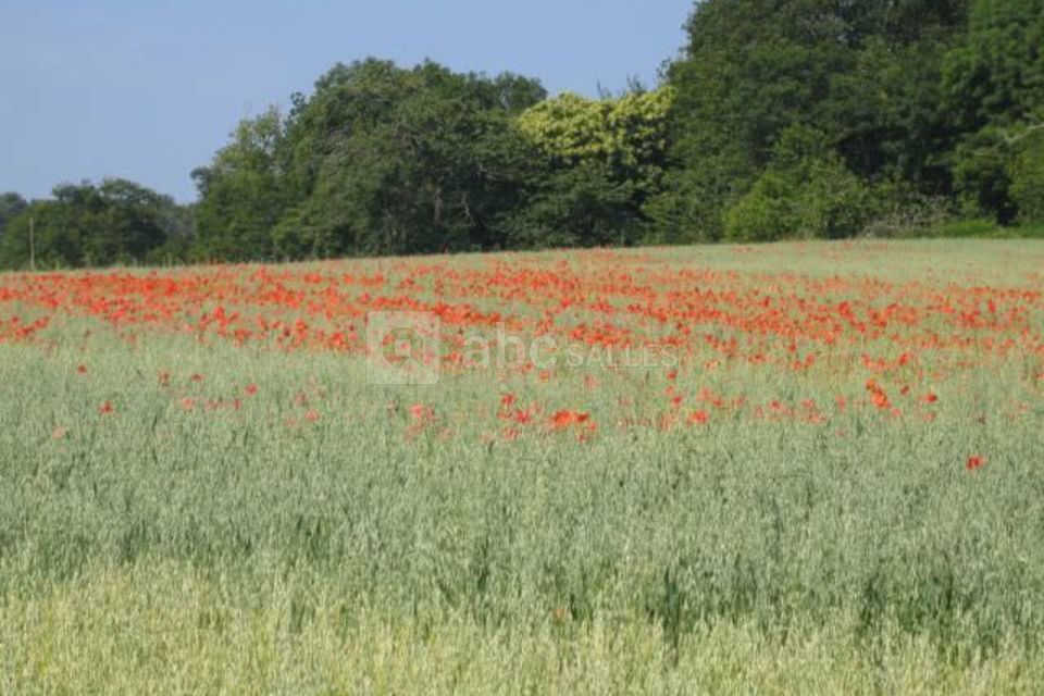 Coquelicots
