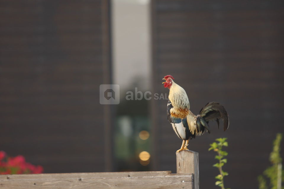 Cocorico (photo maya studio)