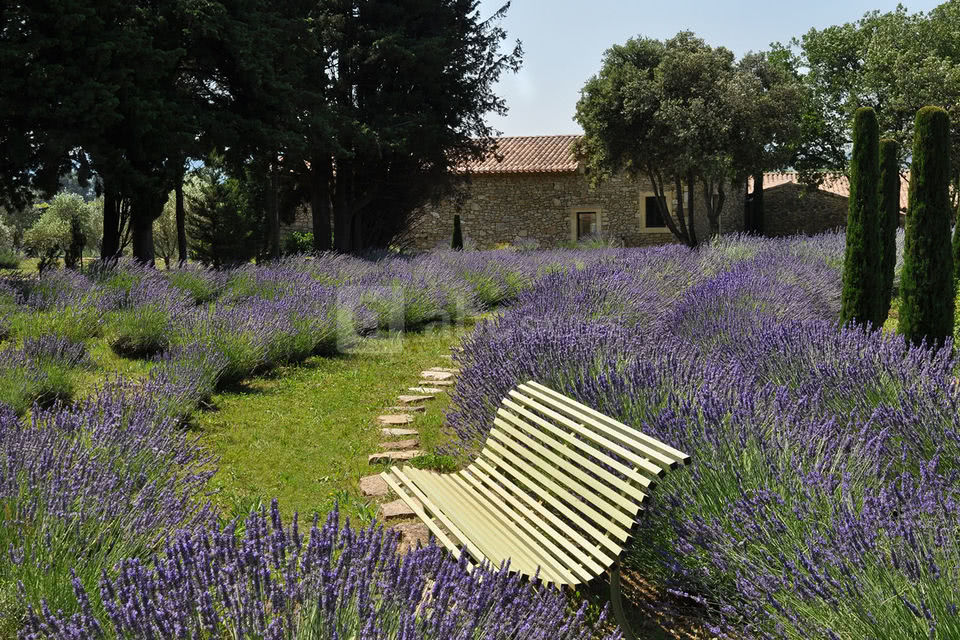 Le champ des lavande du Domaine Le Mas de So