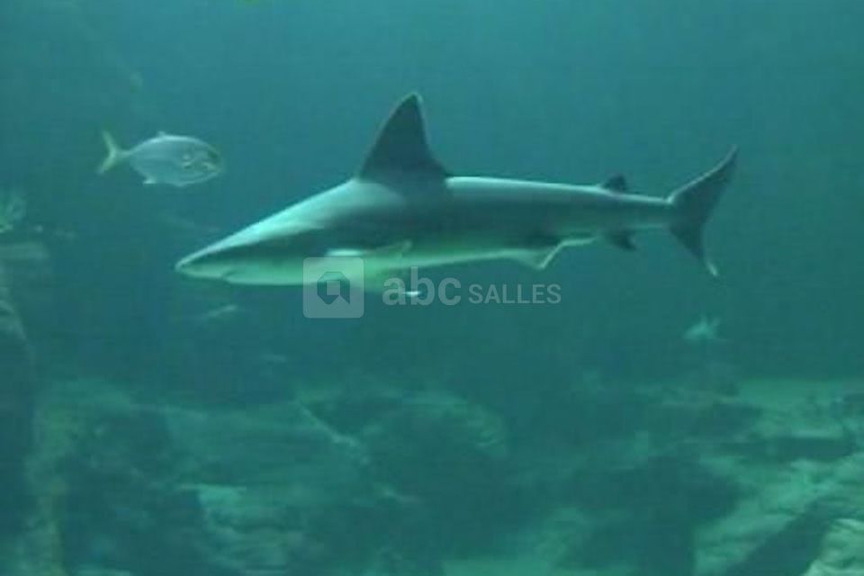 Aquarium