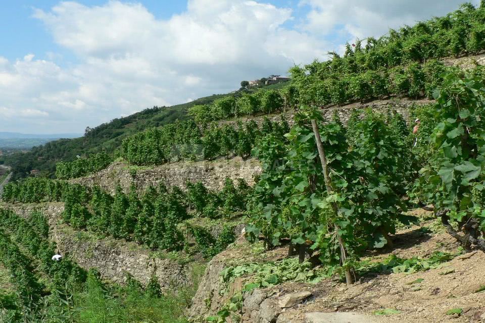 Vignoble condrieu