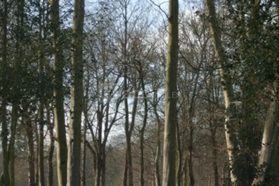 Bois en hiver