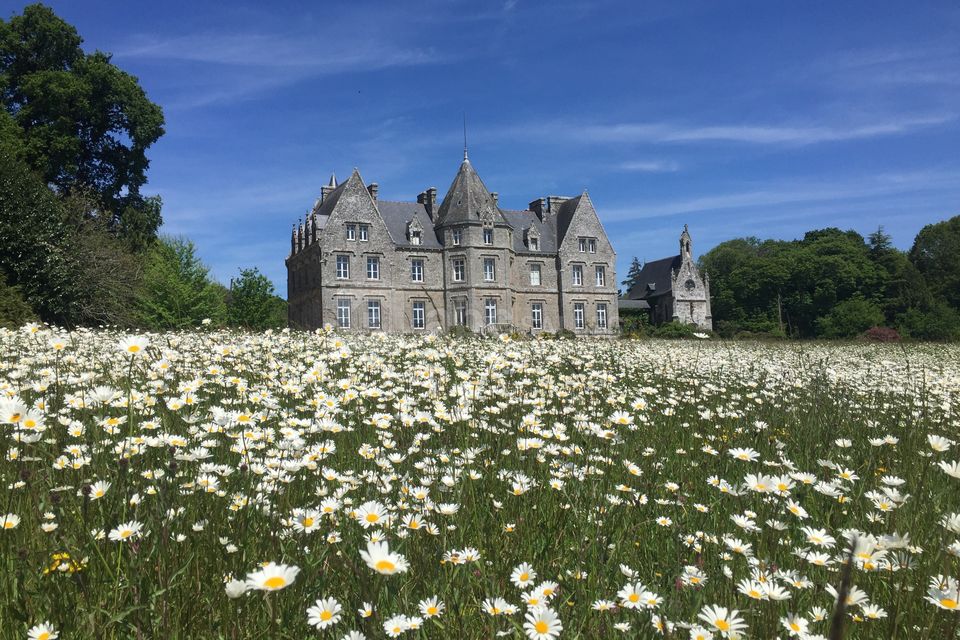 Le temps des marguerites
