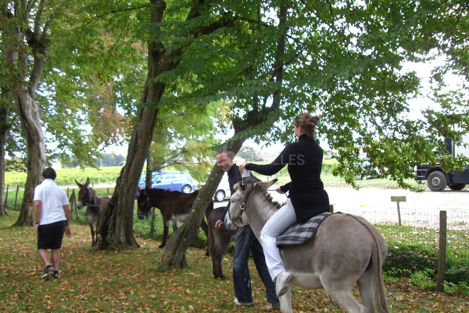 Des ânes au château