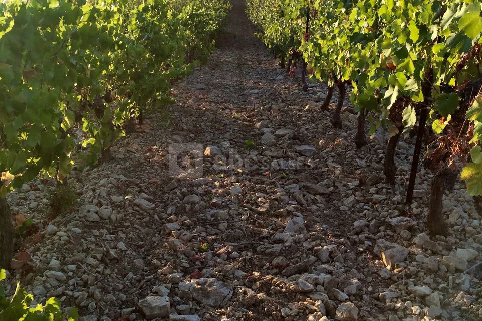 Domaine Sainte Octime