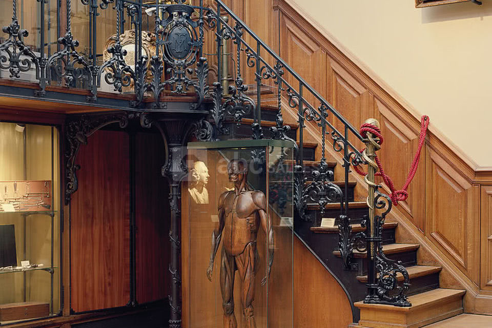 Musée d'Histoire de la Médecine