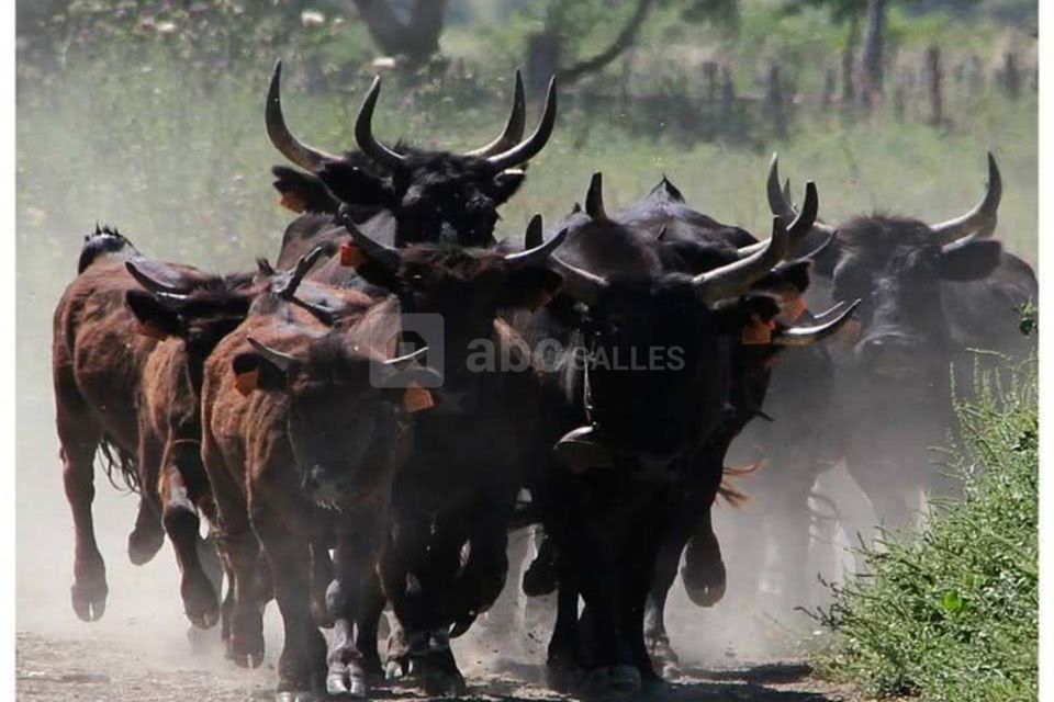 Manade la Vidourlenque
