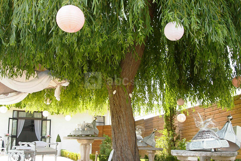 Le saule pleureur
