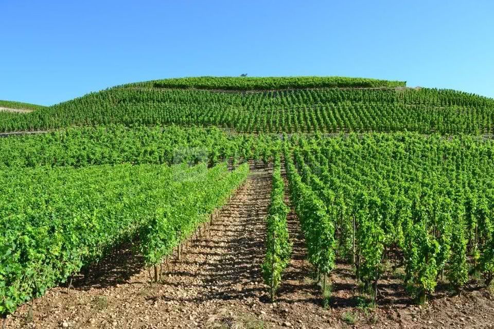 Vignoble